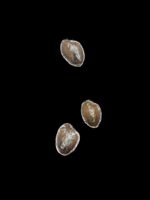 Pistachio Shell